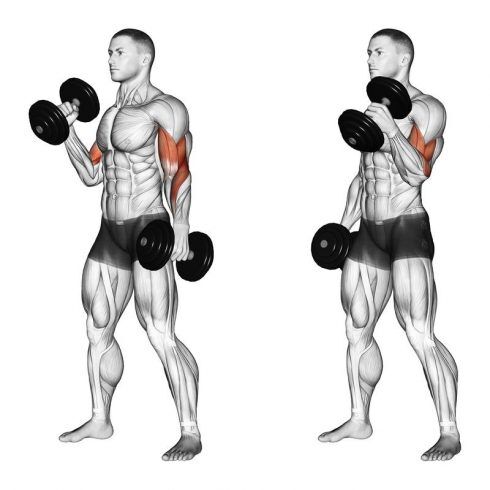 Biceps Workout at Home With Dumbbells to Increase Size