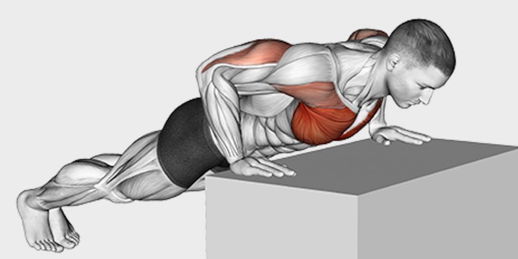 Proper Pushup Form and Technique