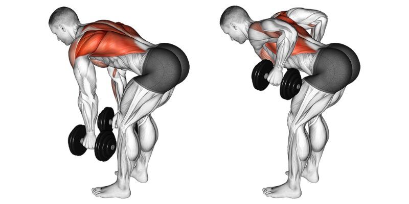 Dumbbell Lat Exercises at Home for Back Width