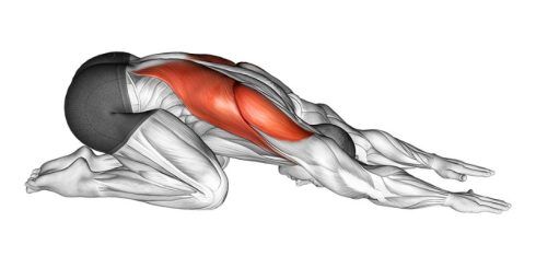 Biceps Vs Triceps: What's The Difference?