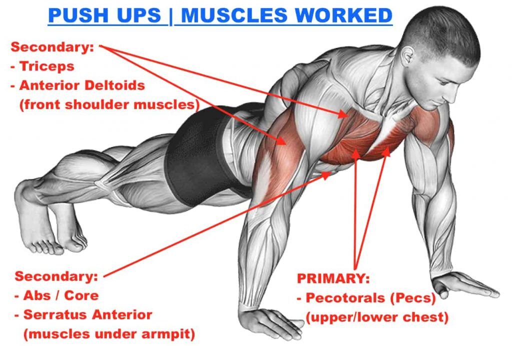 Calisthenics Exercise: Push Ups To Add Muscle Mass & Reduce Skinny Fat, Workout At-Home (No Equipment) Calisthenics Exercise: Push Ups To Add Muscle Mass & Reduce Skinny Fat, Workout At-Home (No Equipment)